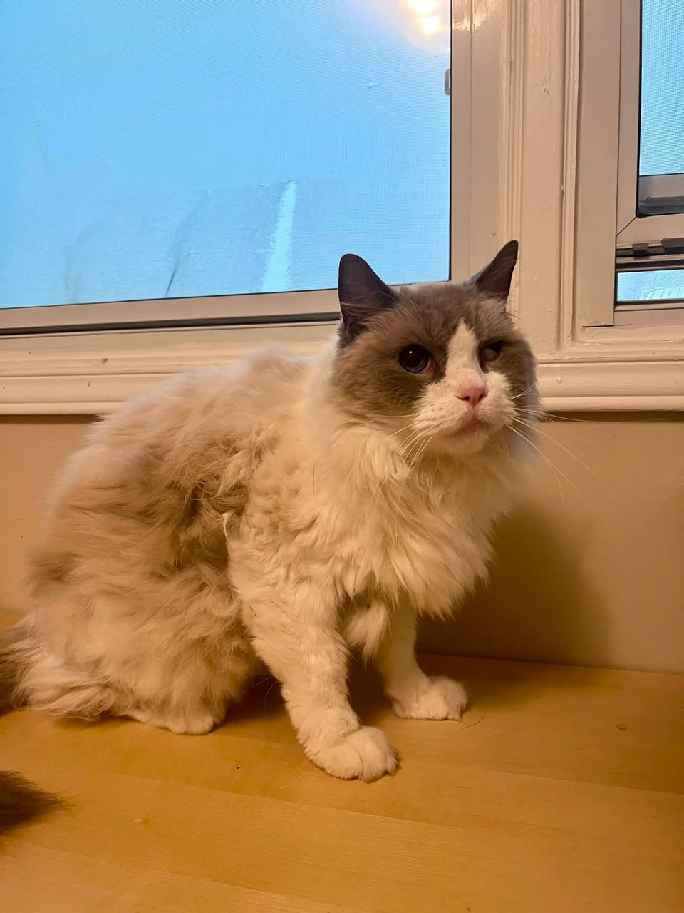 Found cat