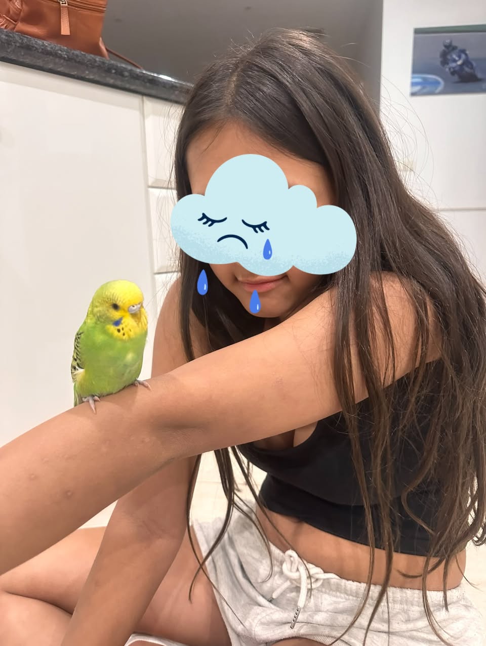 Lost budgie