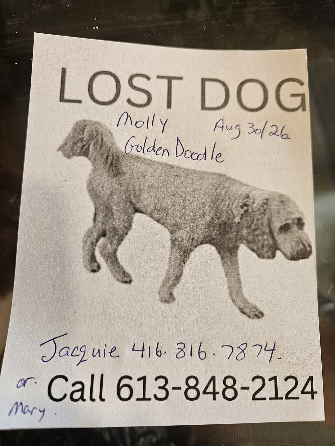 Lost dog