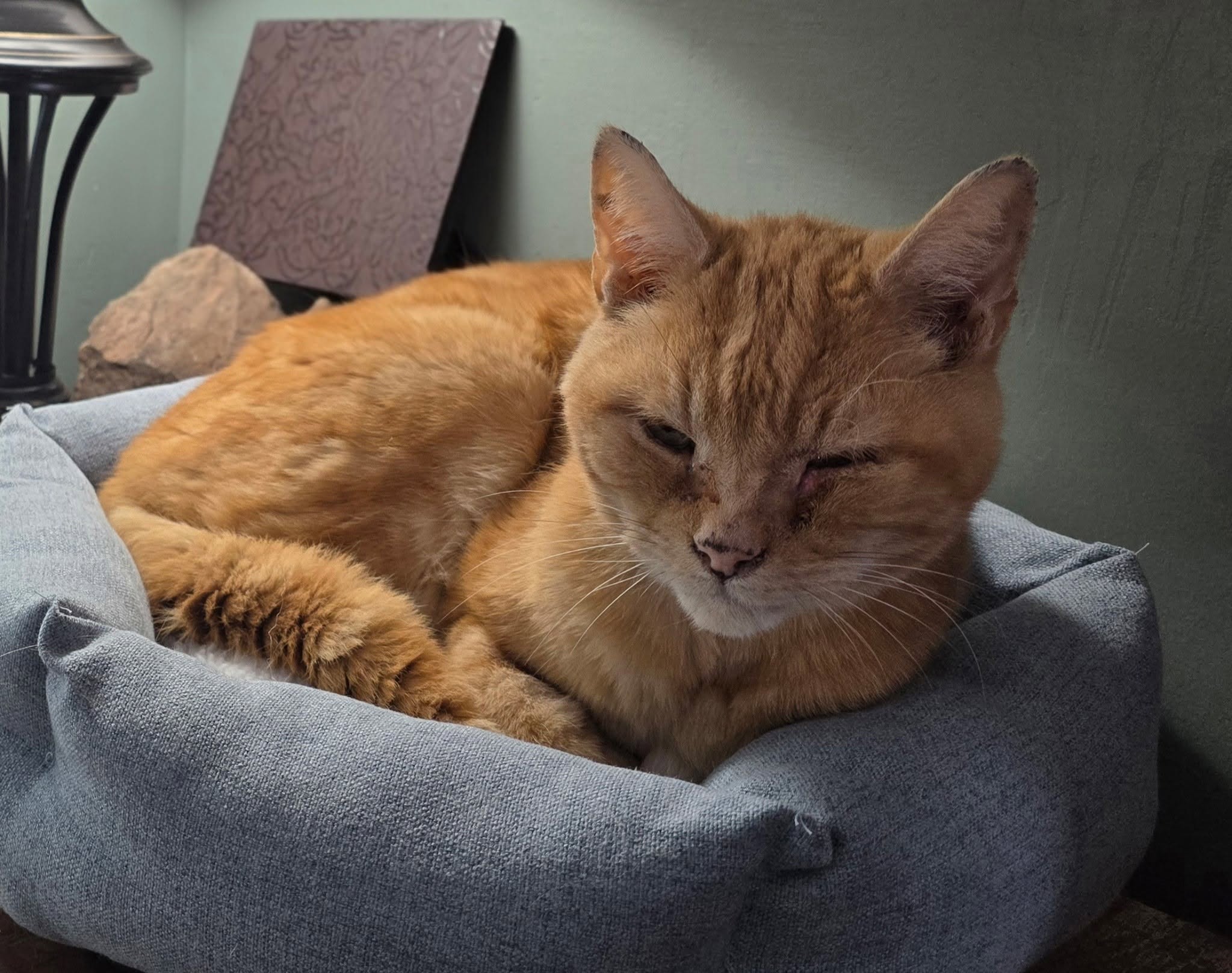 Lost Cat in Kitchener