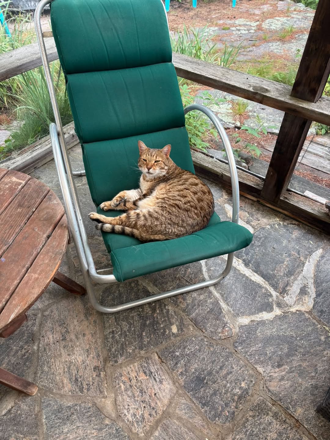 Found cat