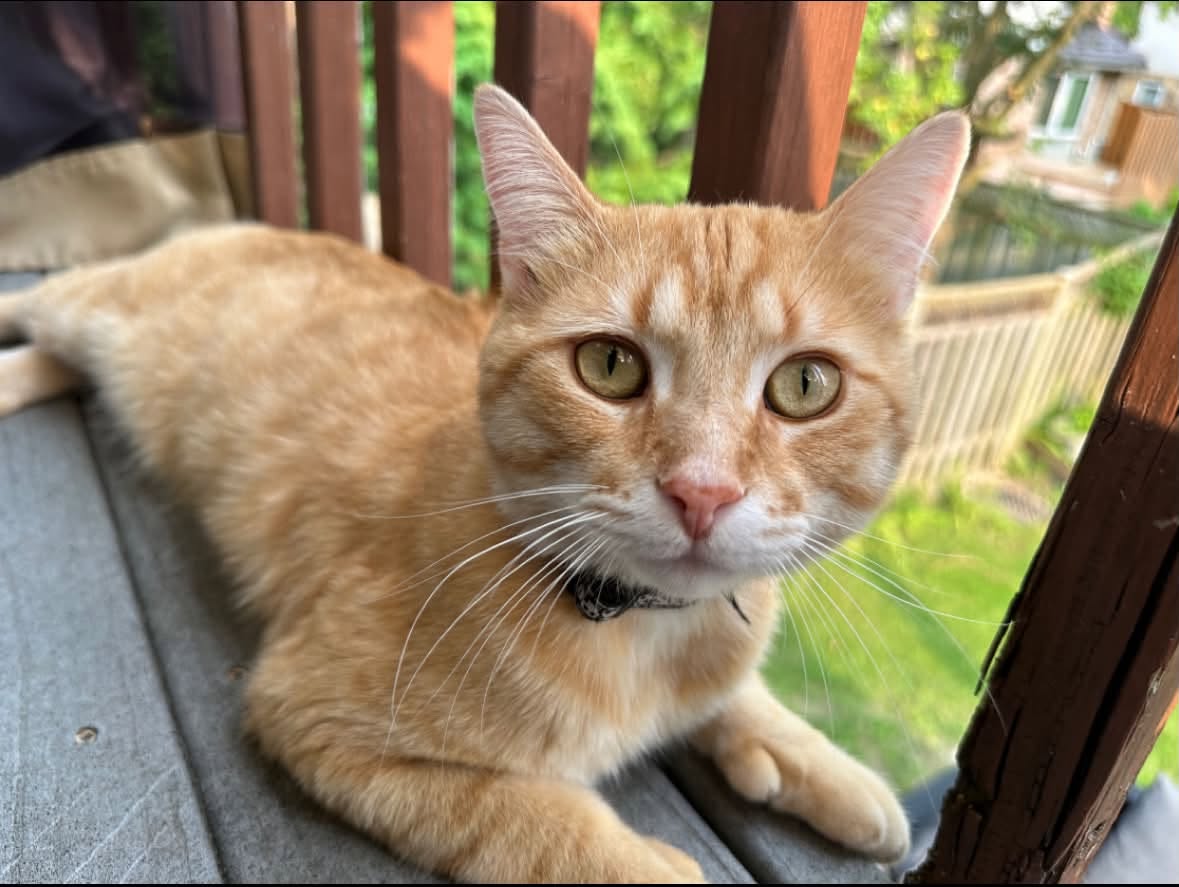Lost Cat in London