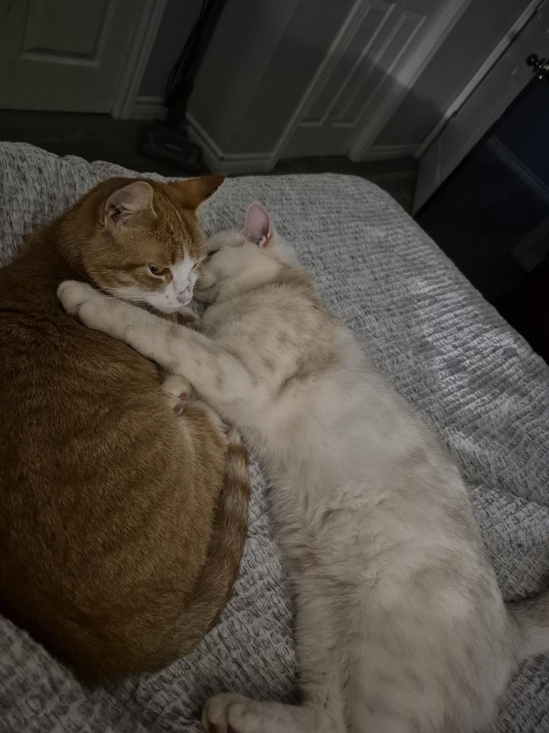 Lost Cat in Ontario