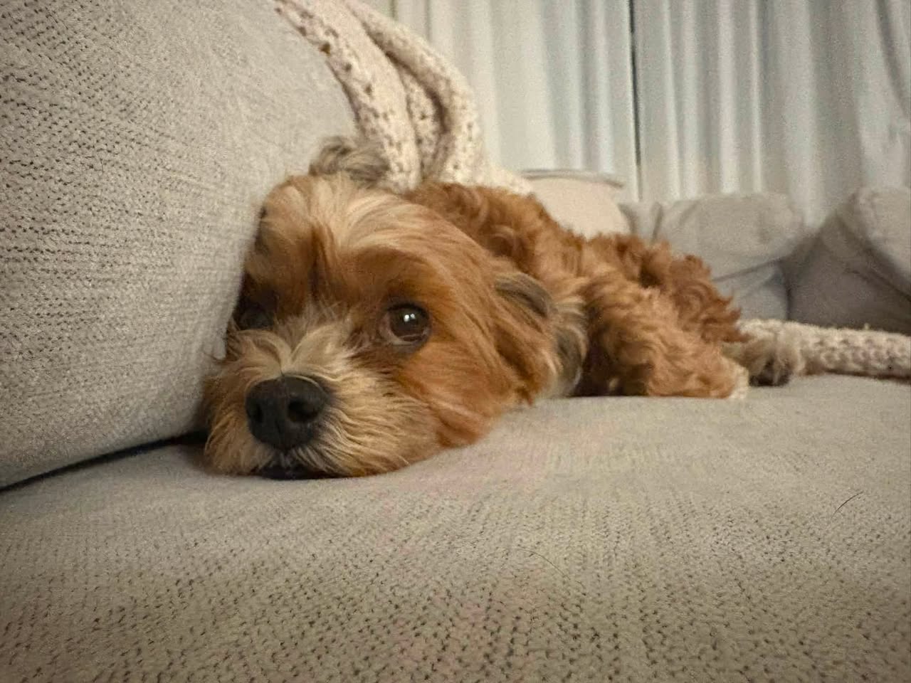 Lost dog