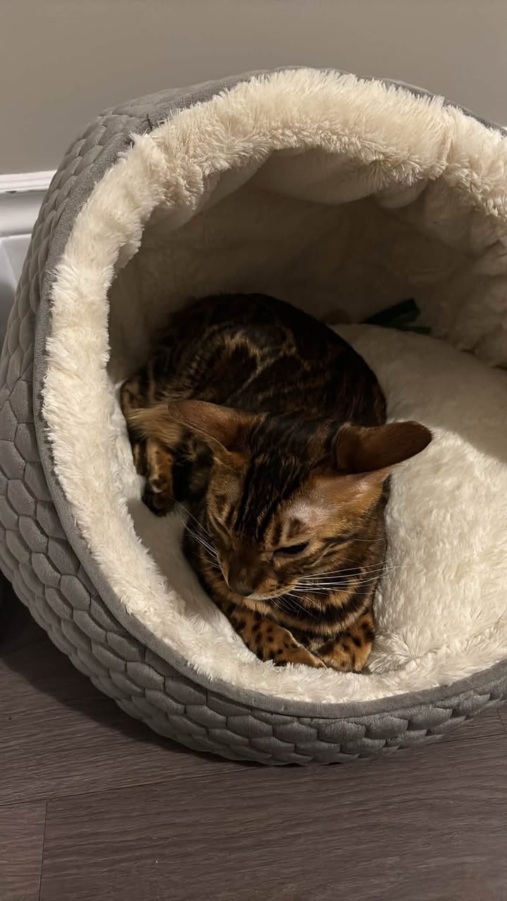 Lost Cat in Ontario