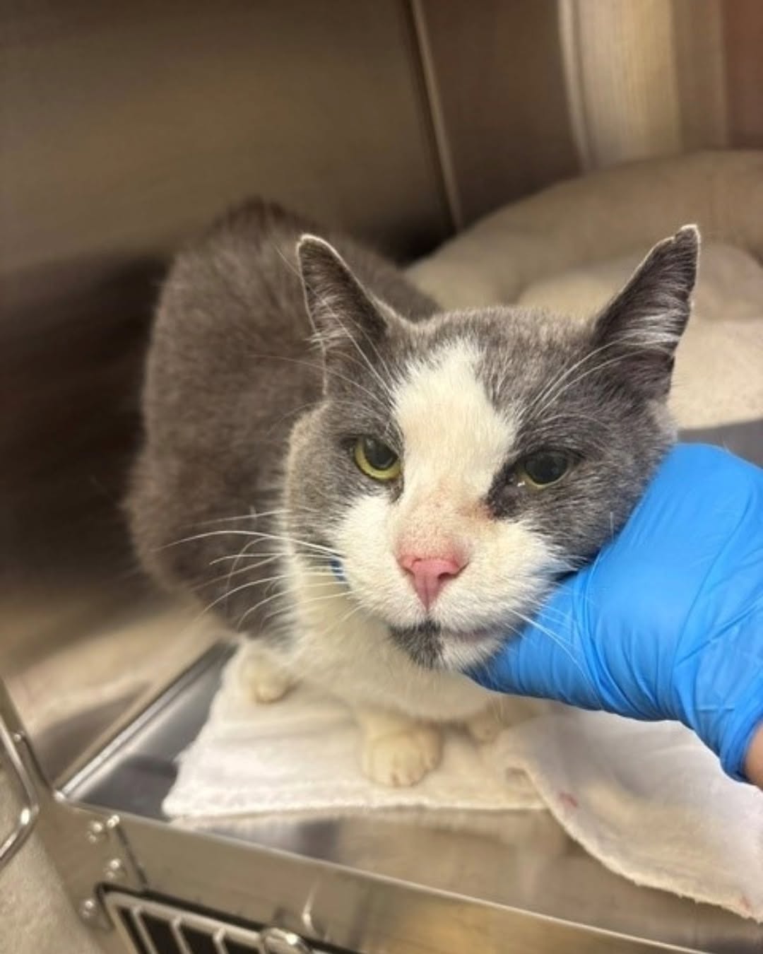 Found cat