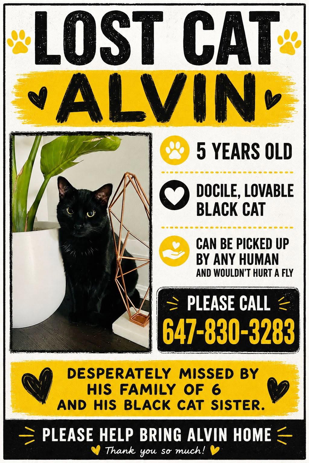 Lost Cat in Ontario