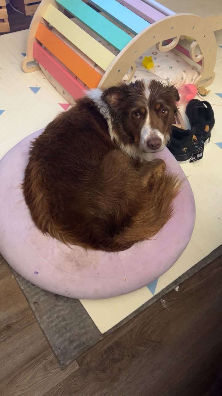 Found dog