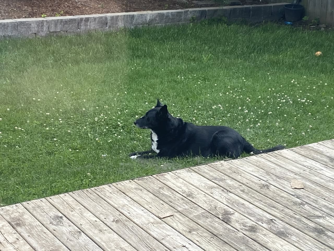 Lost dog