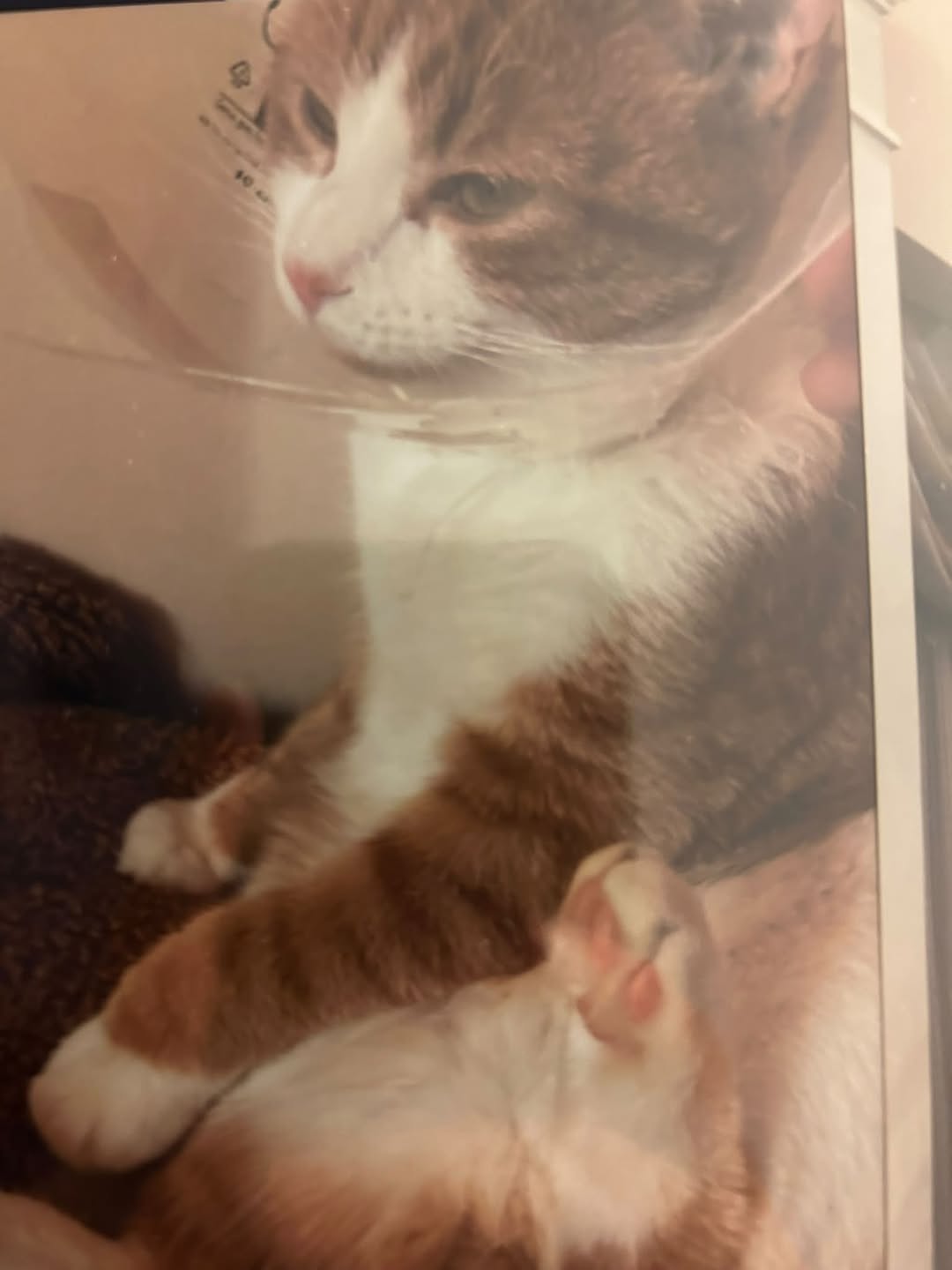 Lost Cat in Vaughan