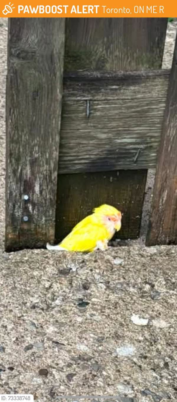 Found bird