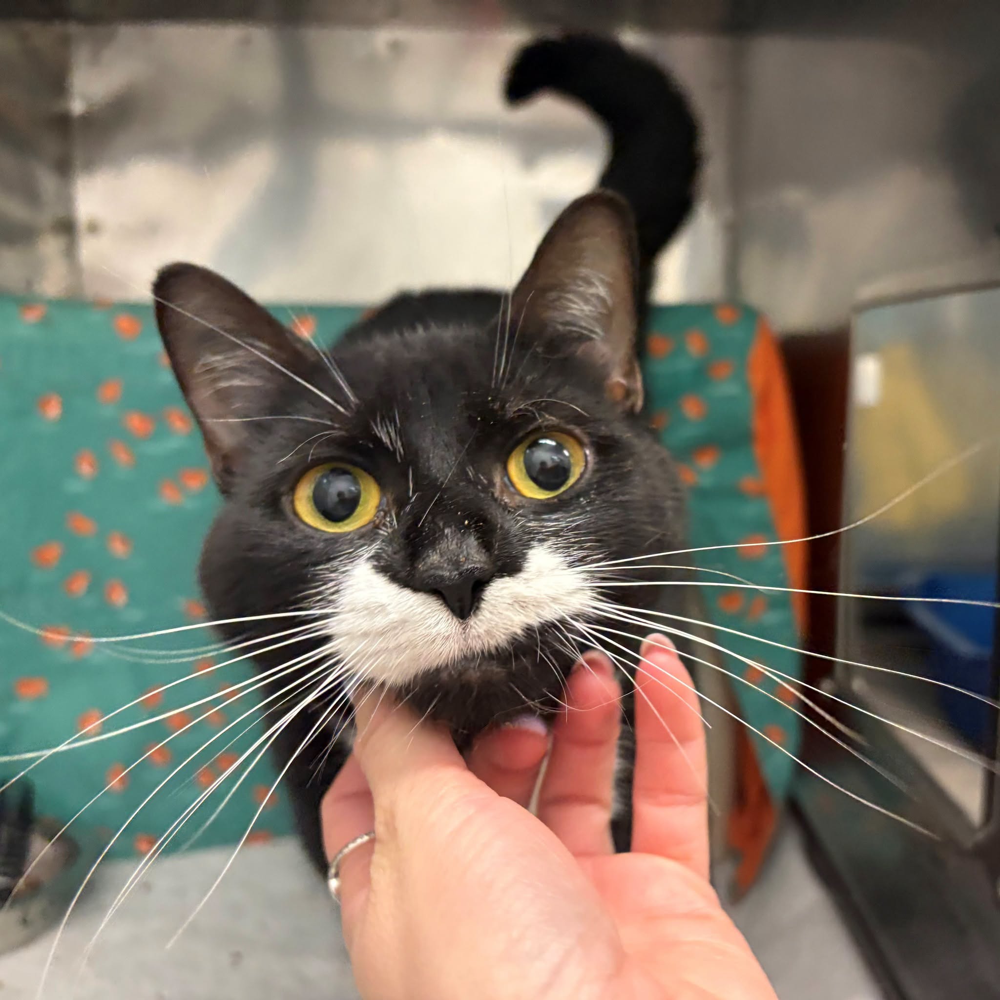 Found cat