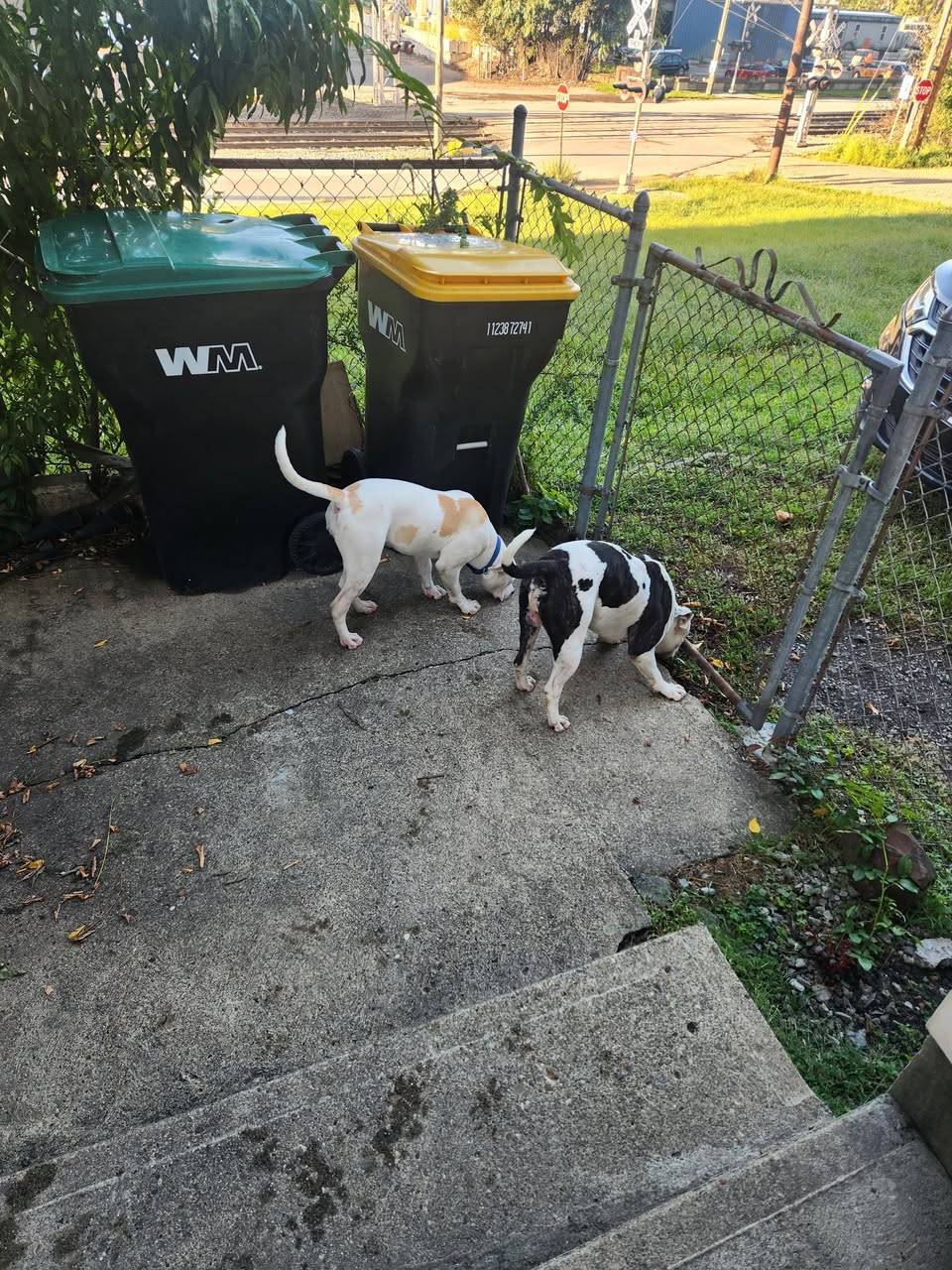 Found Dog in McKees Rocks