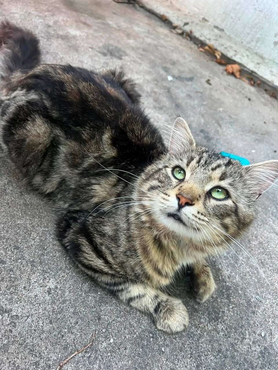 Lost Cat in Ontario