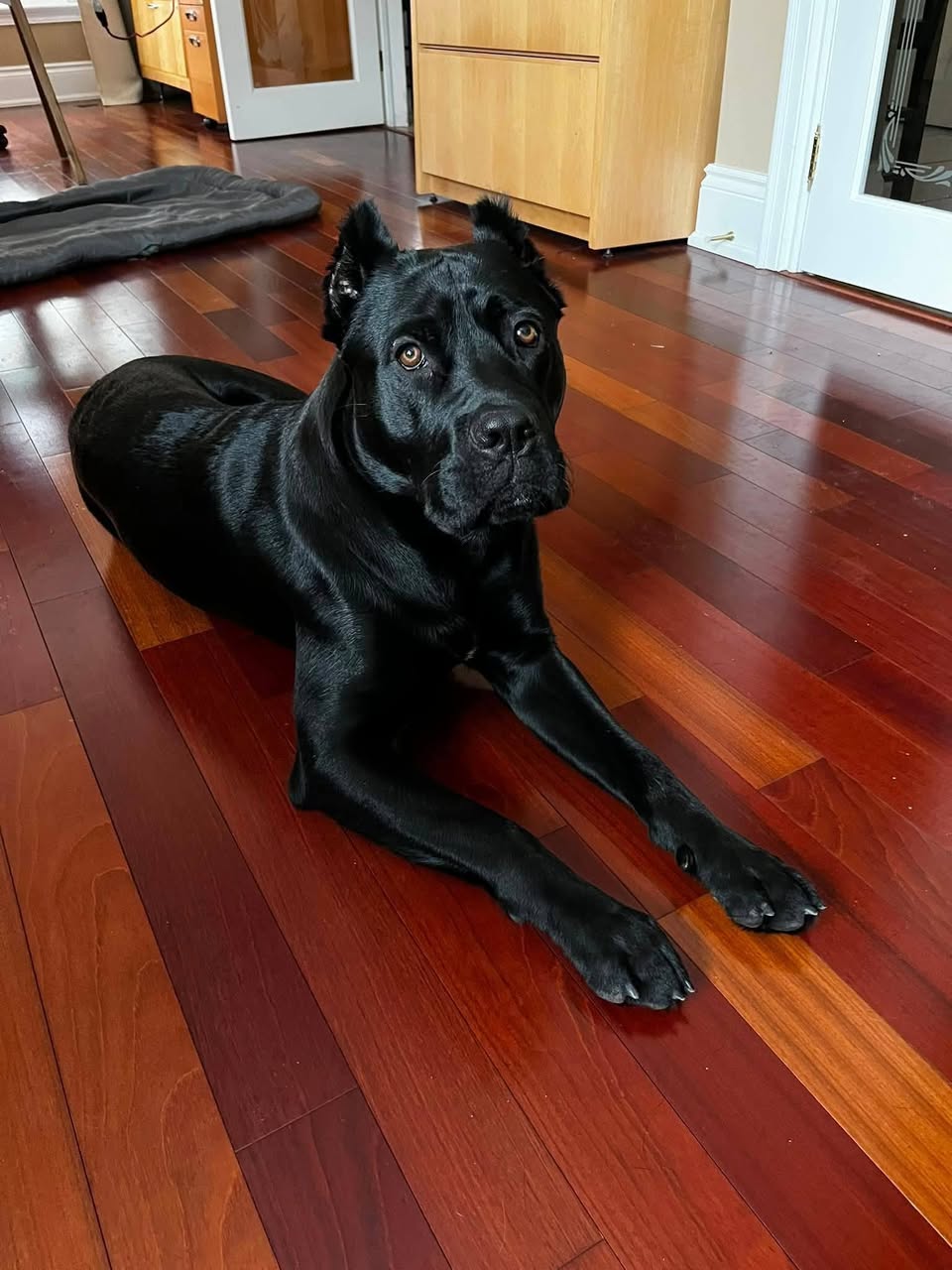 Lost Dog in Quebec