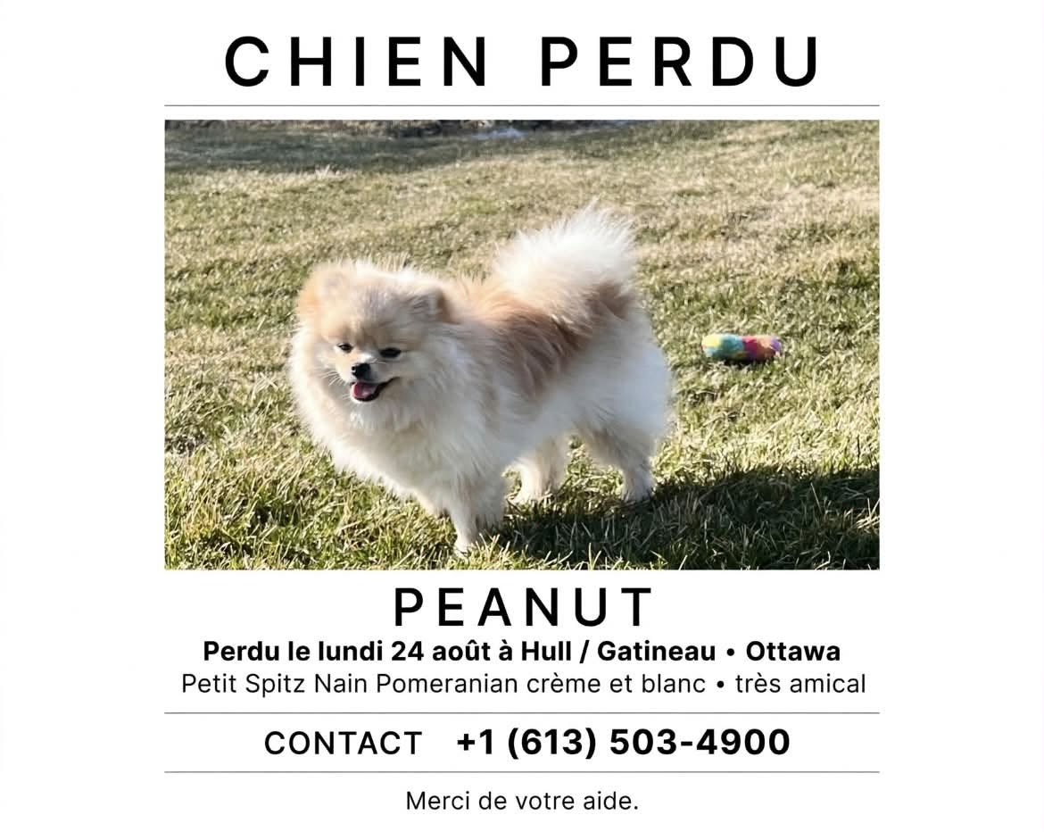 Lost Dog in Hull