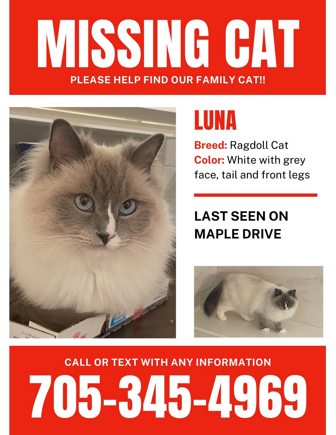 Lost Cat in Orillia