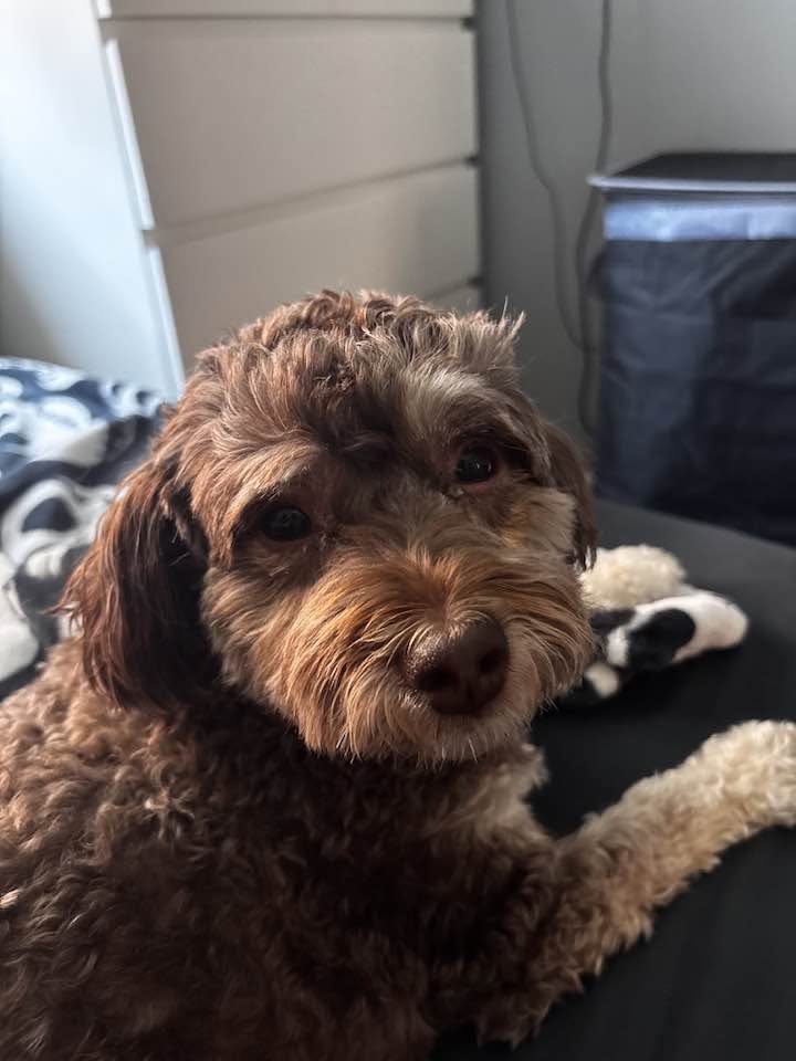Lost Dog in Toronto Ski Club
