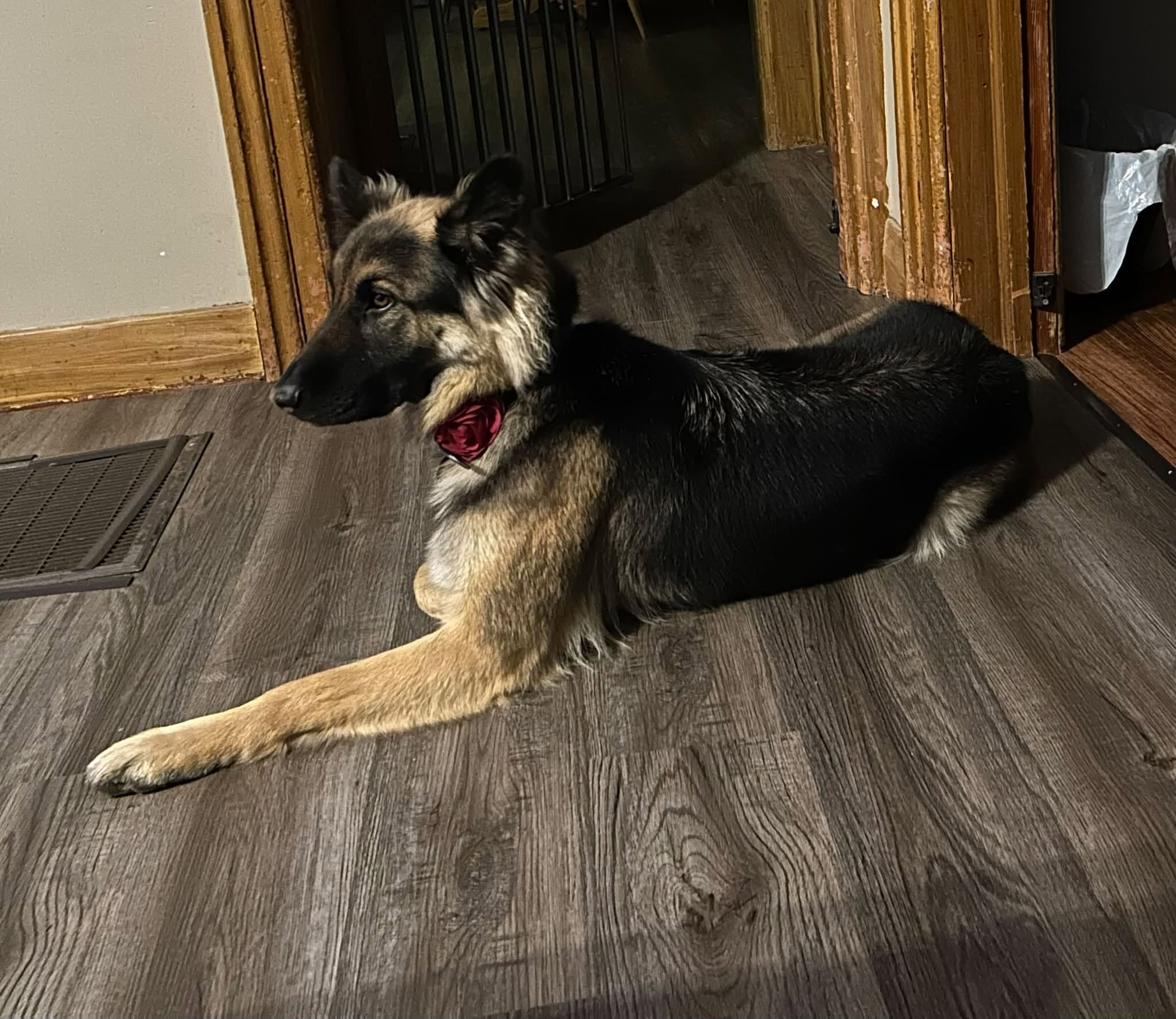 Lost Dog in Blyth