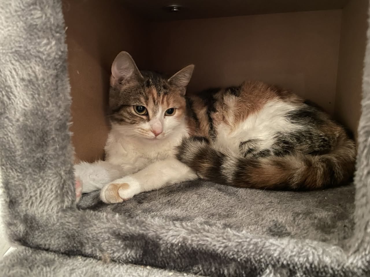 Lost cat