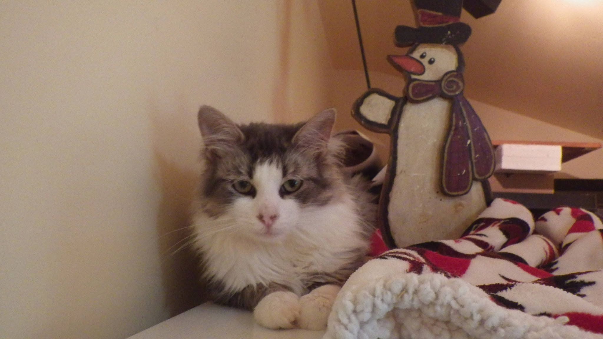 Lost Cat in Wasaga Beach
