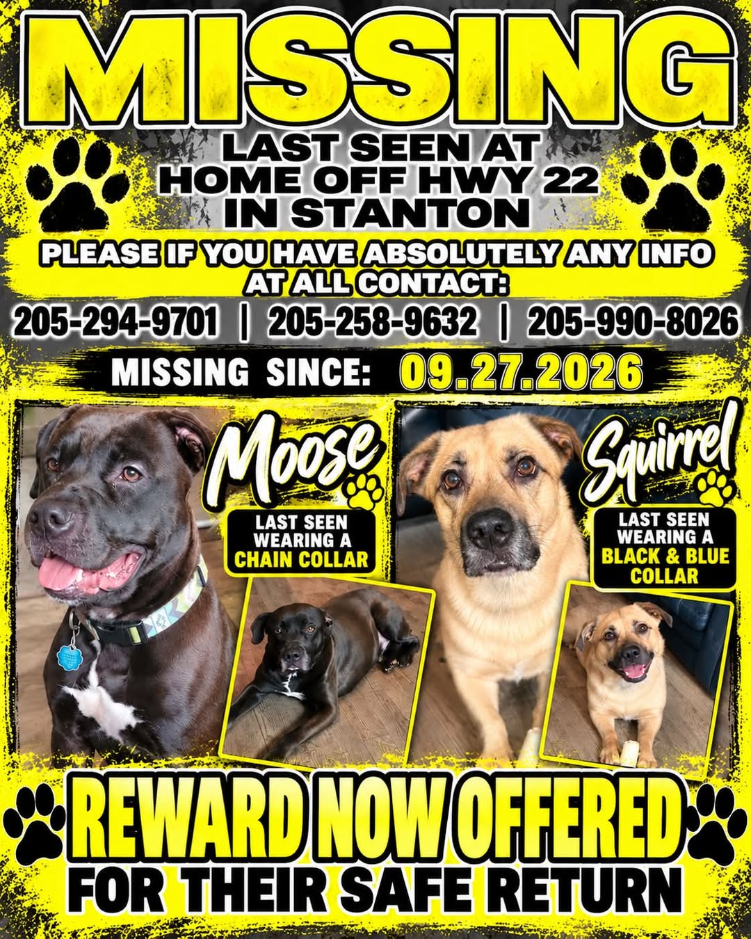 Lost Dog in Stanton