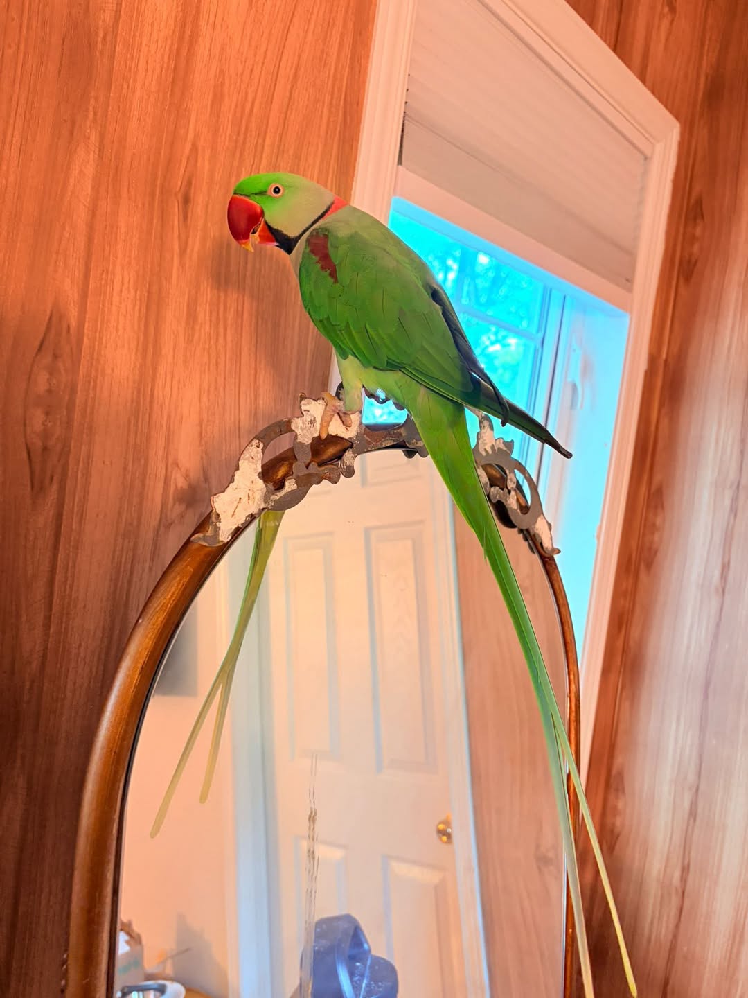 Lost bird