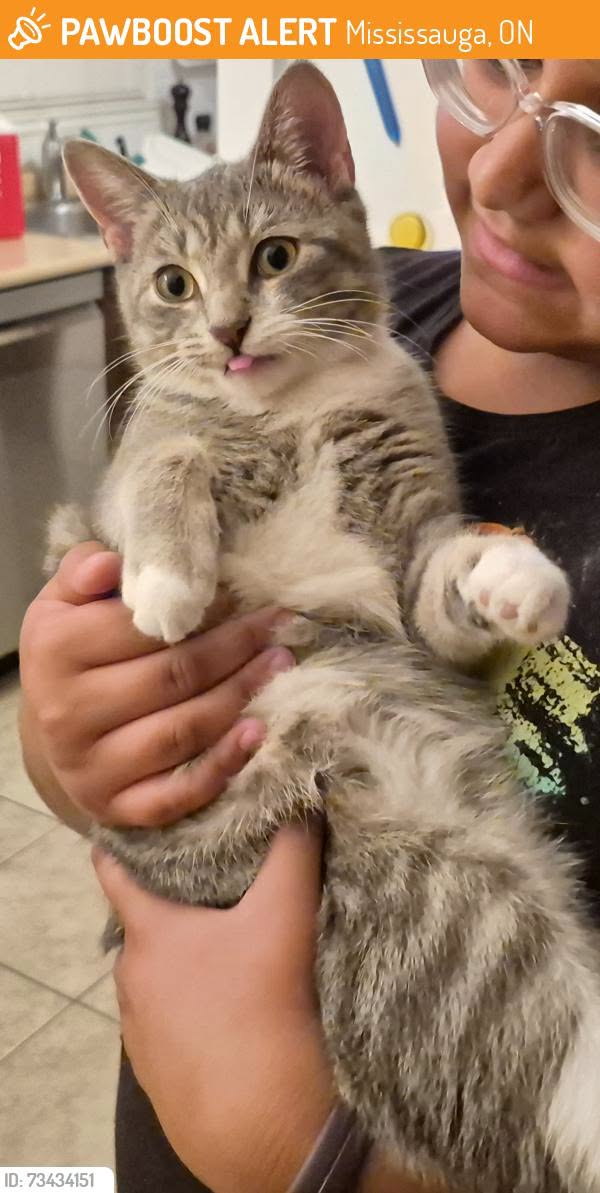 Found cat