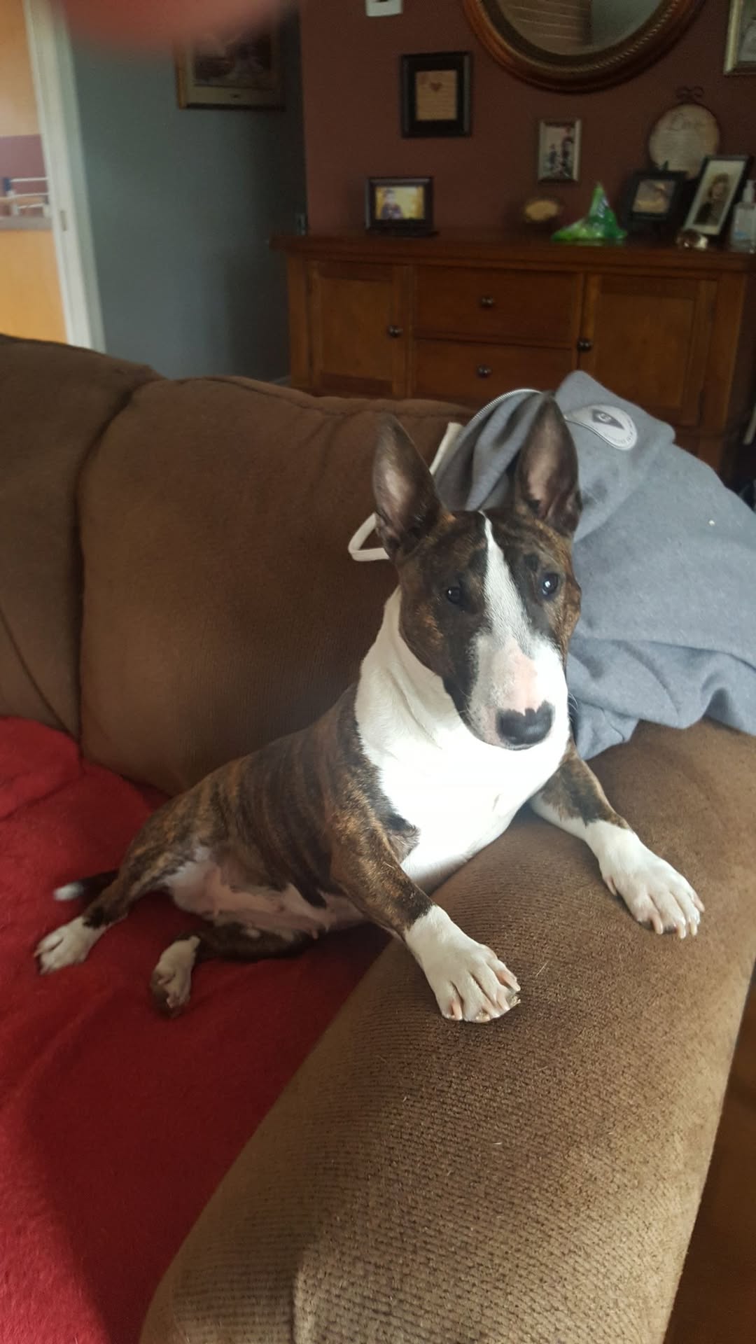 Lost dog