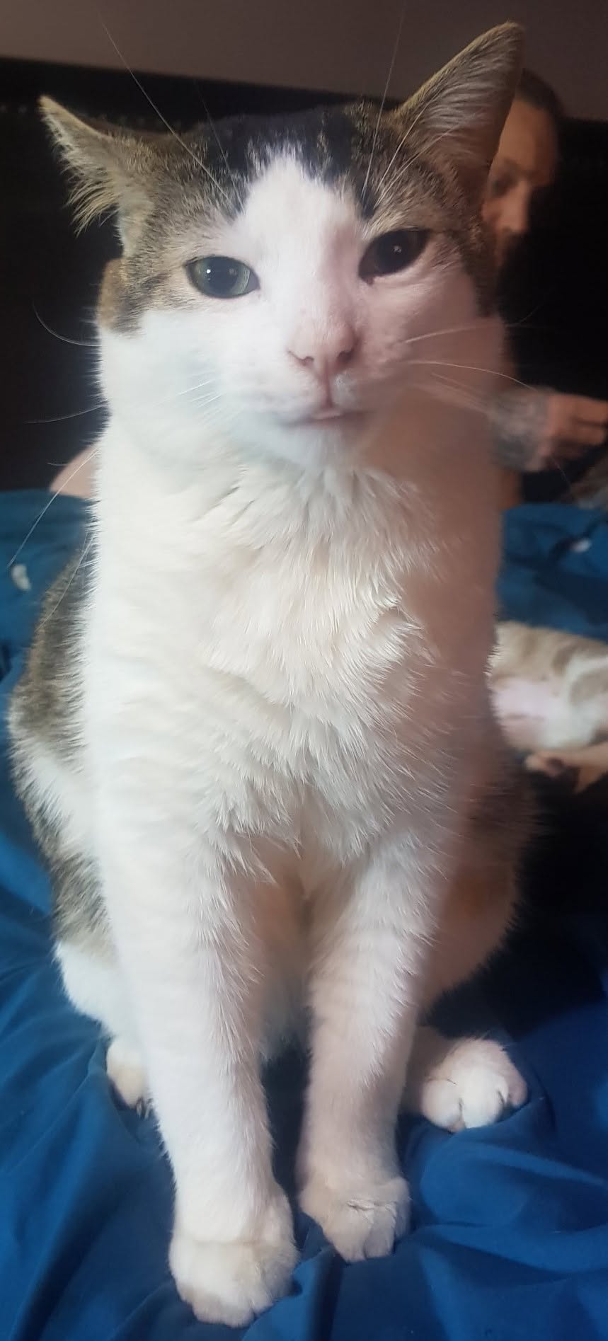 Lost Cat in Alcona