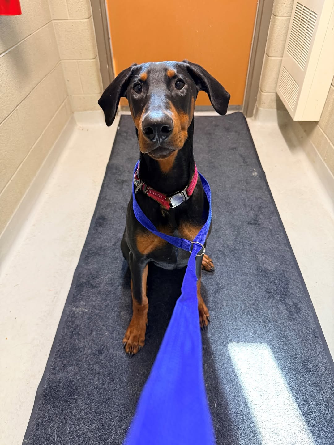 Found Dog in Bolton