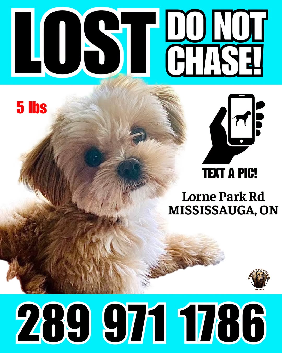Lost dog