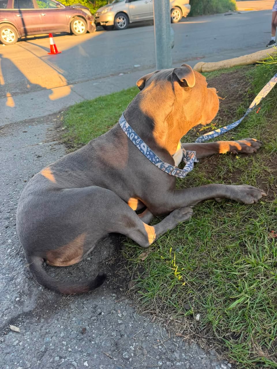 Found dog