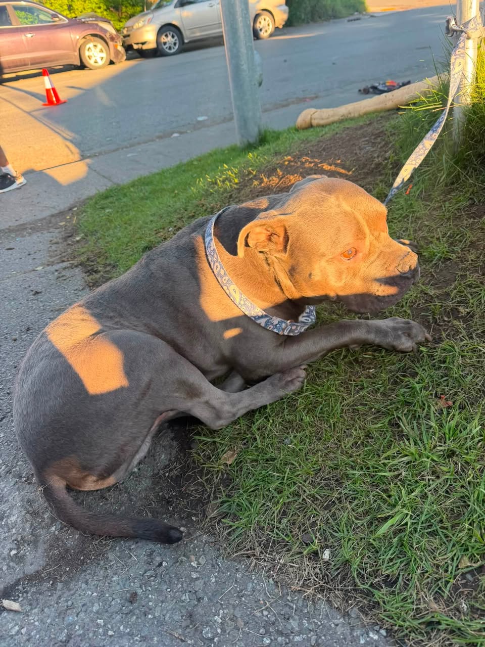 Found dog