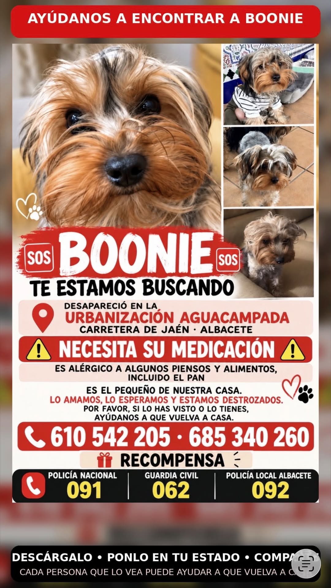 Lost dog