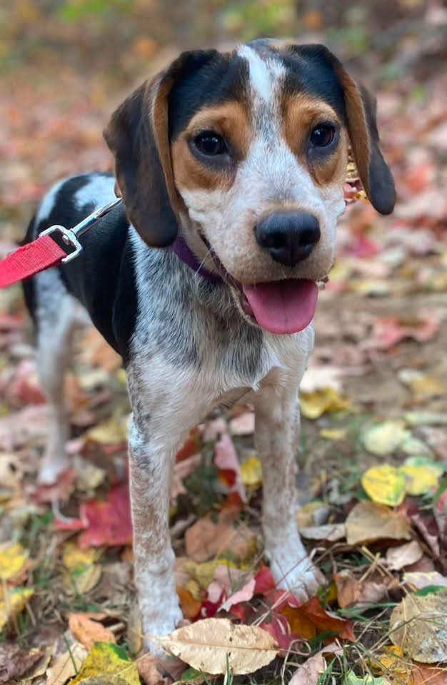 Lost dog