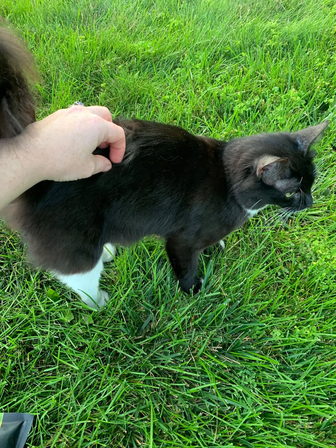 Found cat