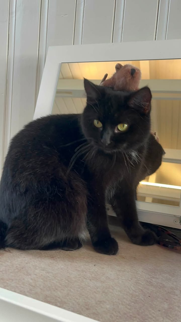 Lost cat