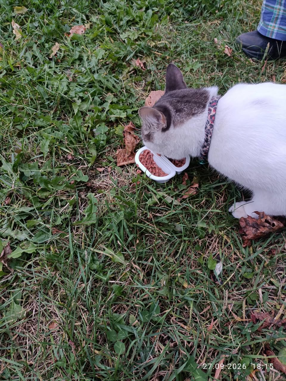 Found cat