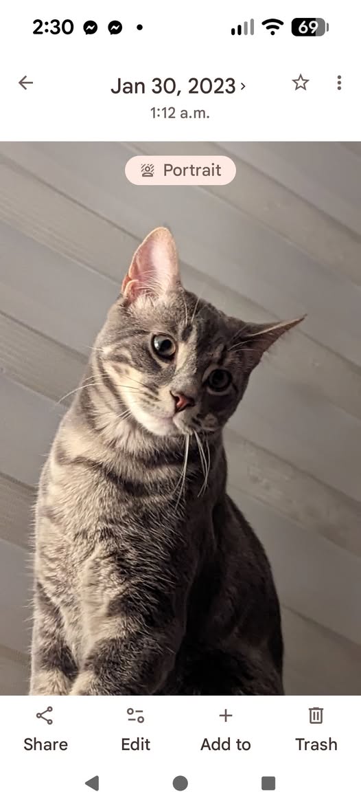 Lost Cat in Brock And Drummond Area