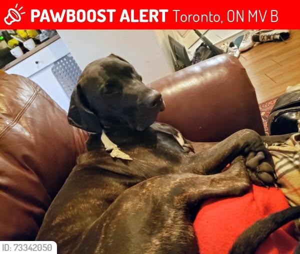 Lost Dog in Toronto