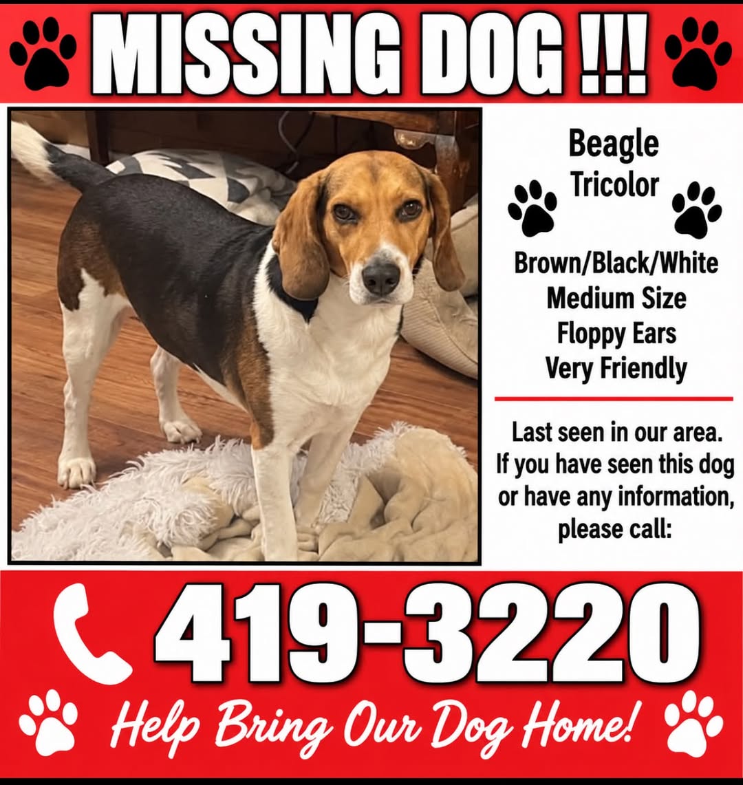 Lost dog