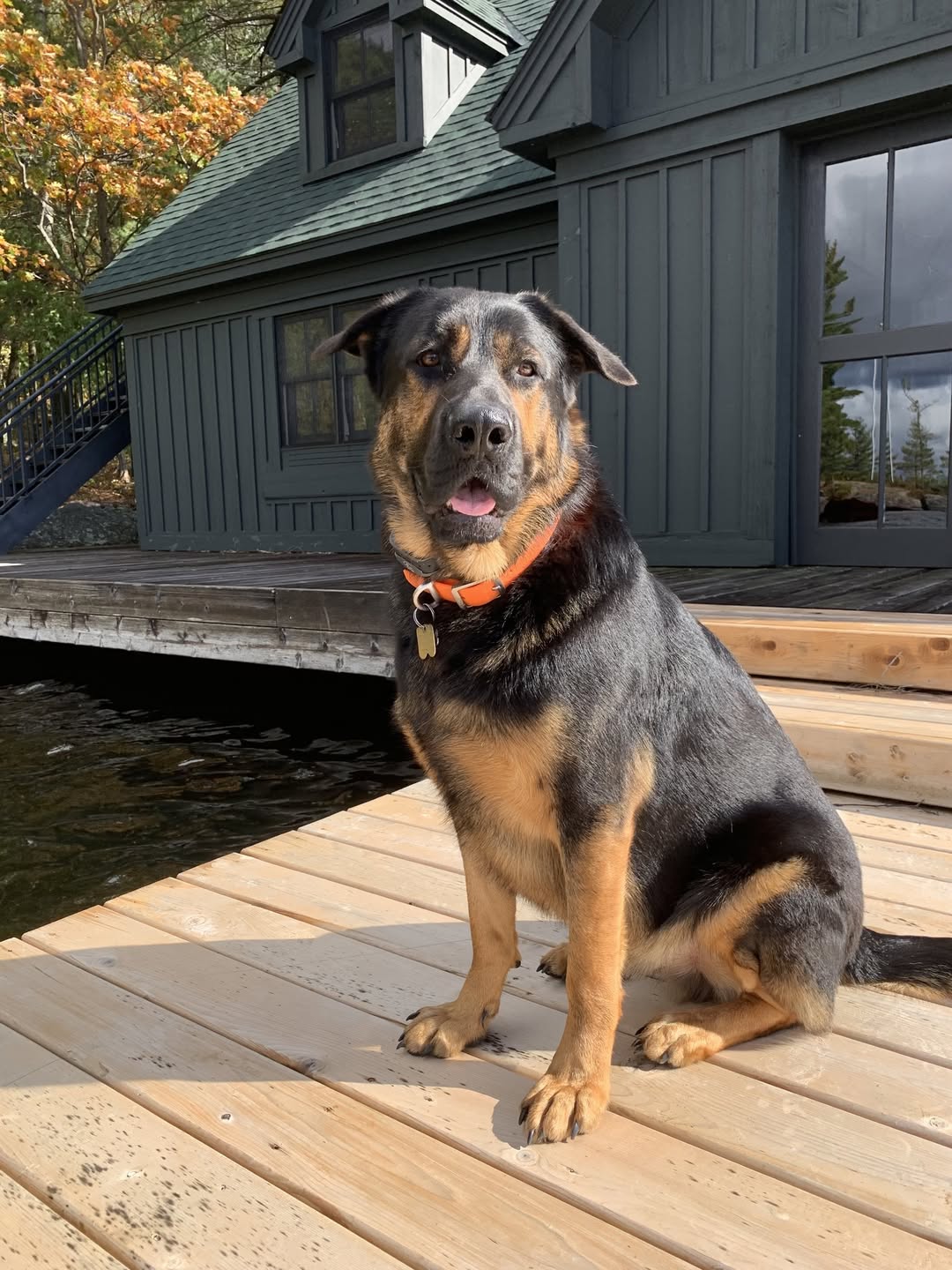 Found dog