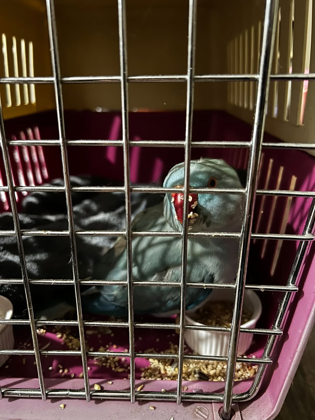 Found bird