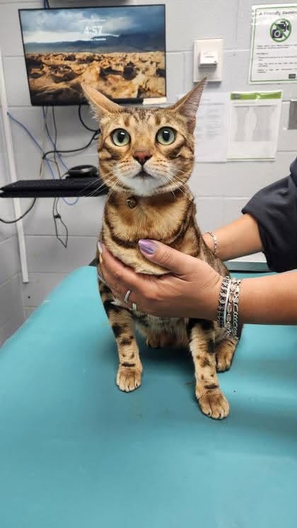 Found cat