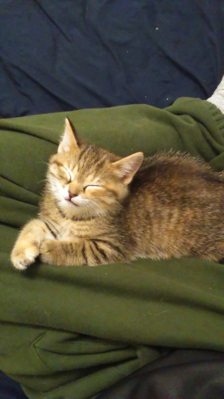 Lost Cat in Hamilton