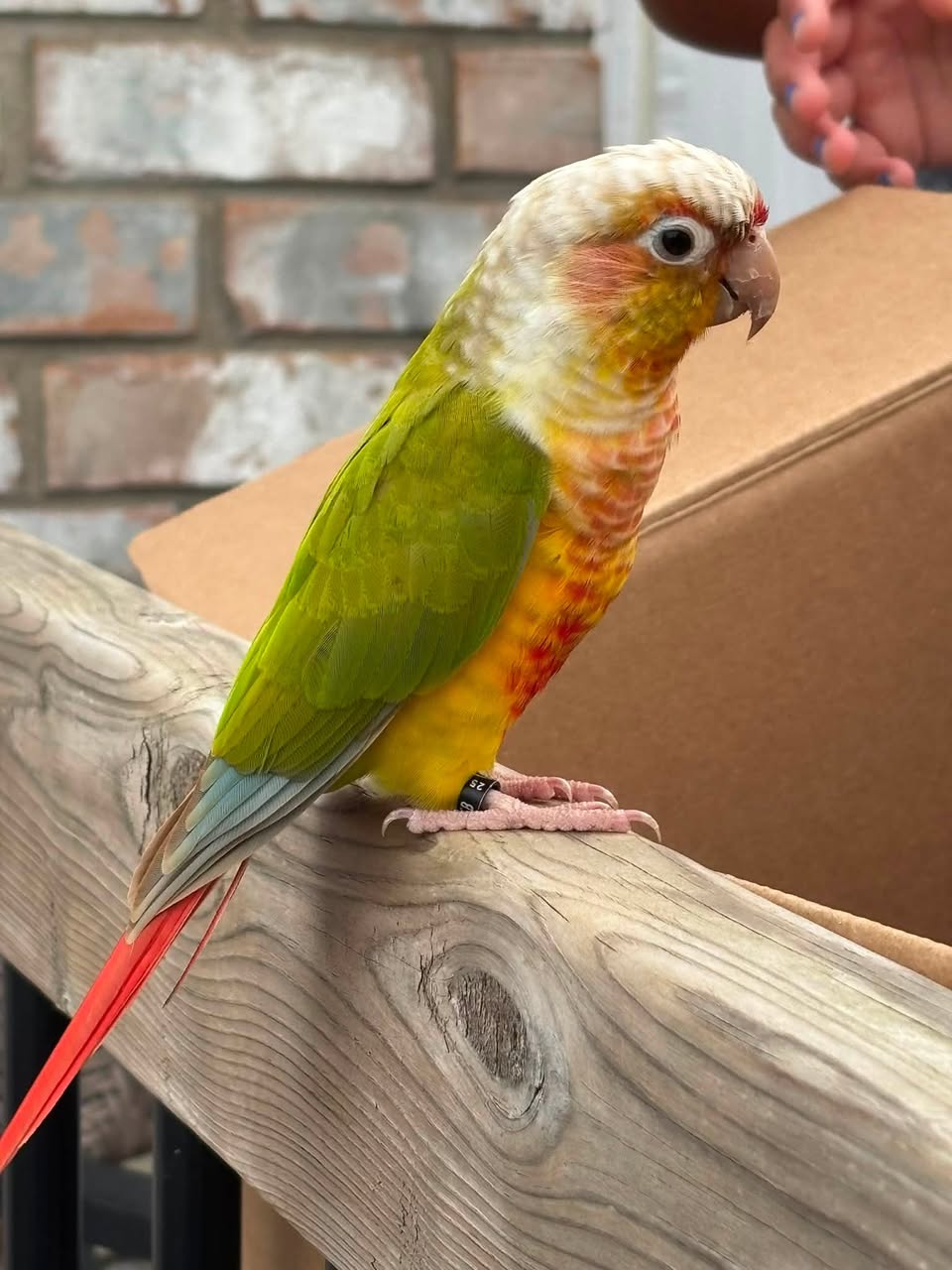 Found bird