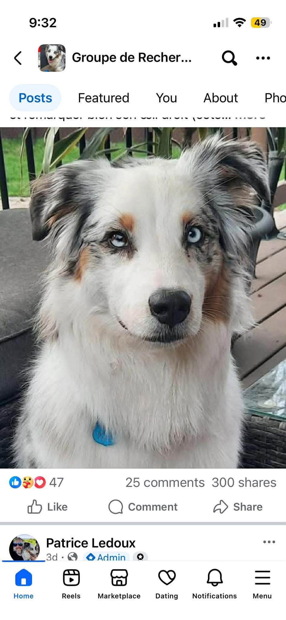 Lost dog