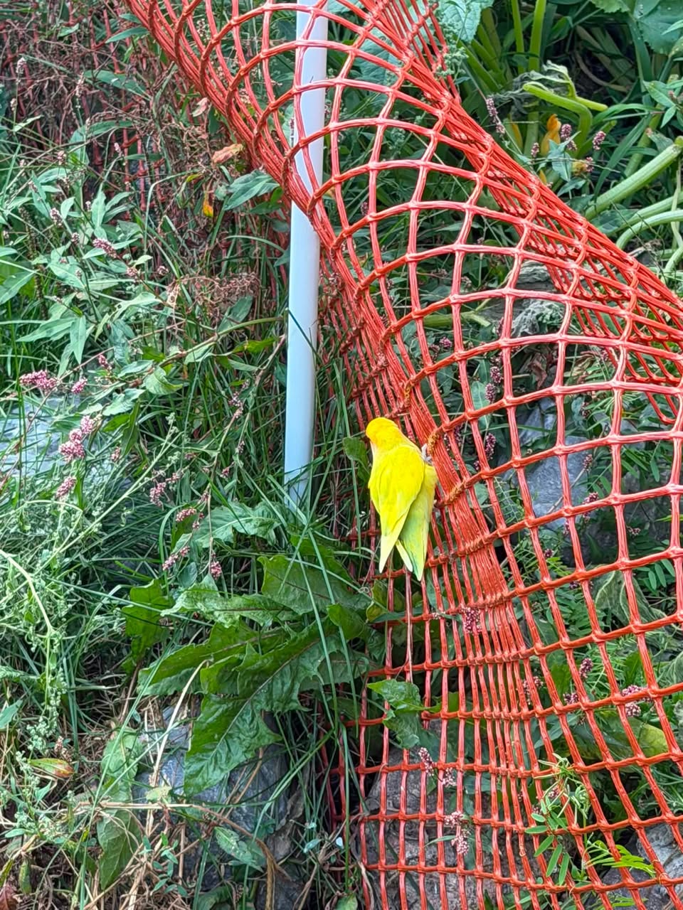 Found bird