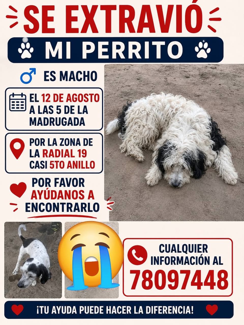 Lost Dog in Santa Cruz De La Sierra